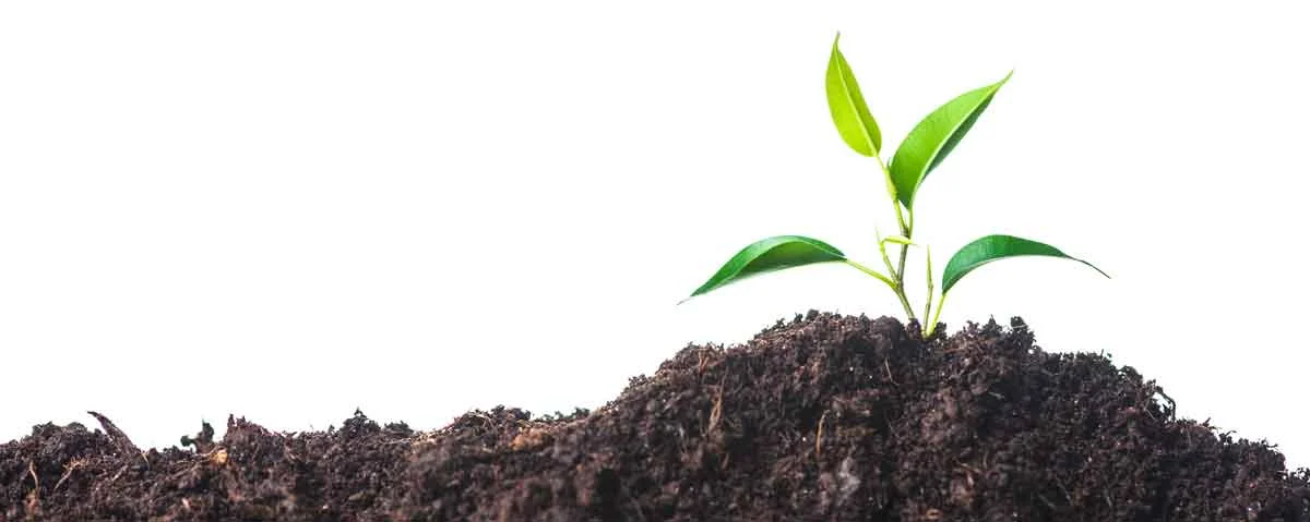 new-plant.jpg
