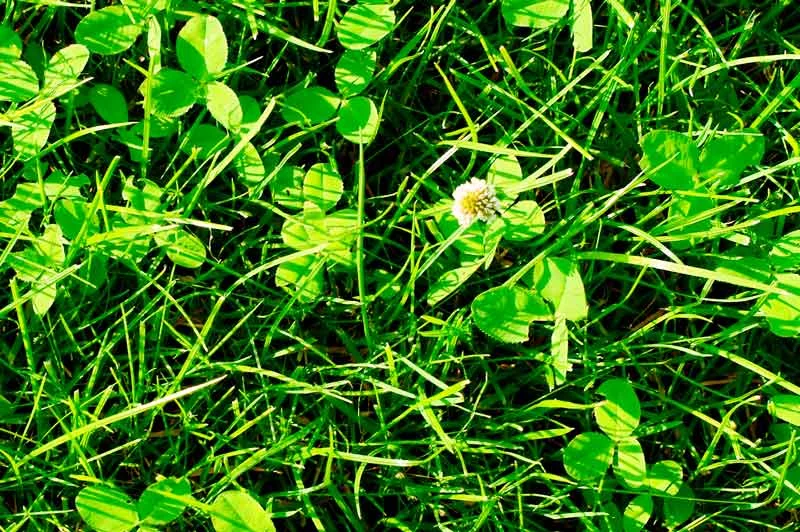 Clover.jpg