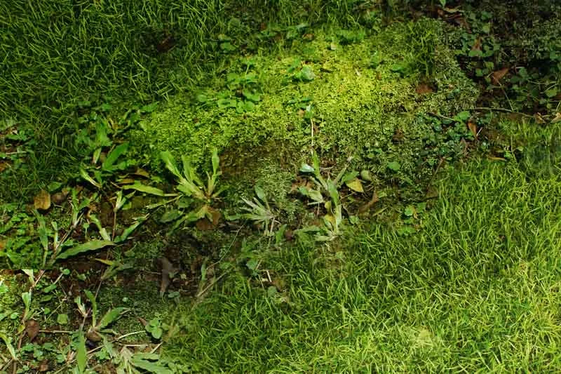 What are Those Weeds in my Lawn? | Crewcut Lawn & Garden