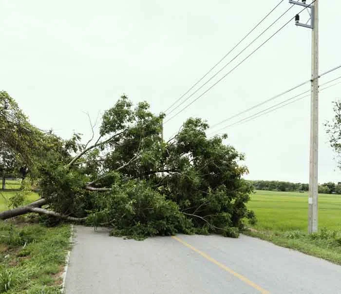 tree-road.jpg