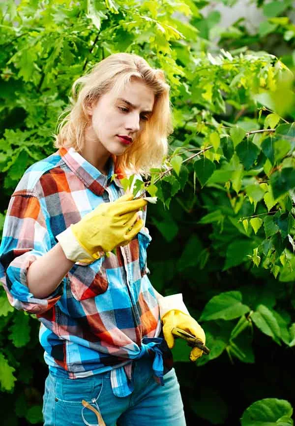 Examine-your-tree.jpg
