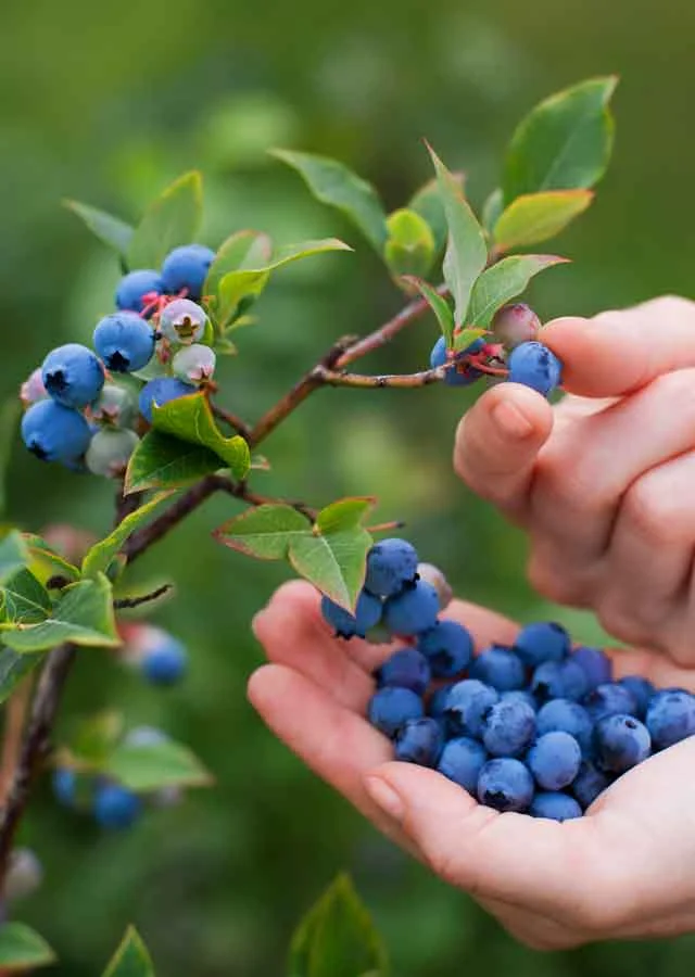 Alternative Hedge Ideas Crewcut Lawn & Garden