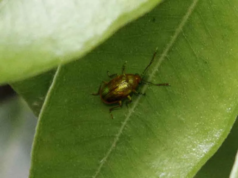 bronze-beetle.jpg