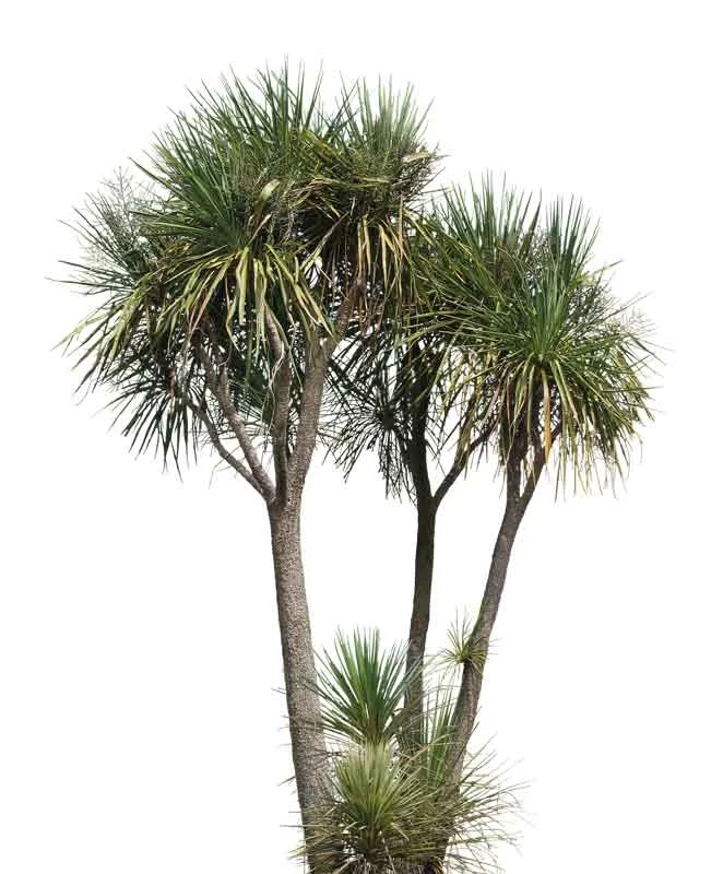 Cabbage_Tree.jpg