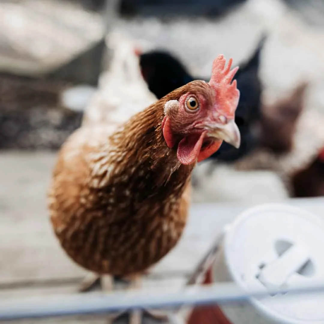 Raising Chickens in Your Backyard: Part 2