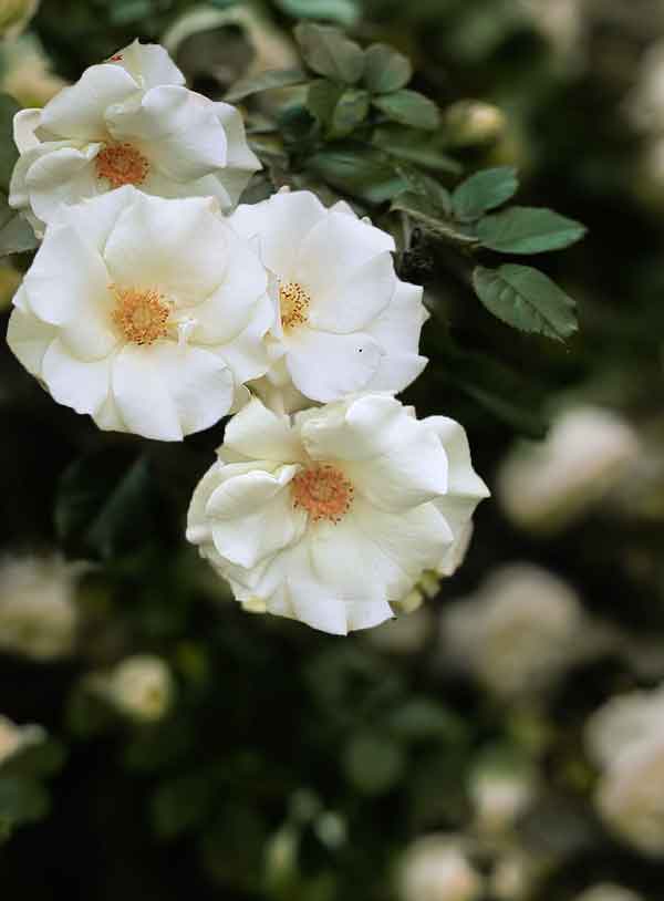 The Best Roses to Buy in New Zealand Crewcut Lawn & Garden