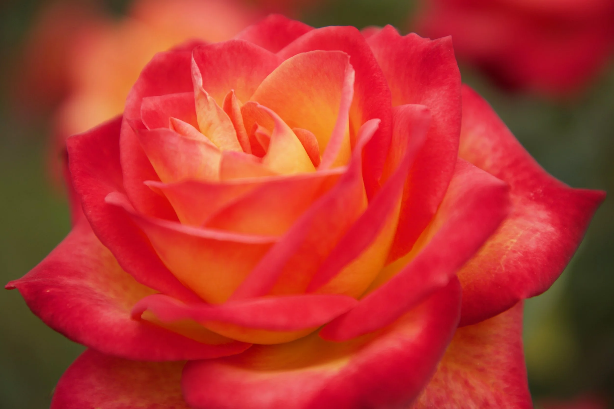 The Best Roses to Buy in New Zealand
