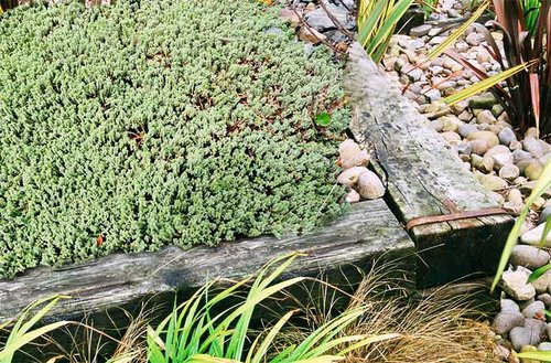 Ground Cover Plants For Your Garden, Ground Cover Succulents Nz