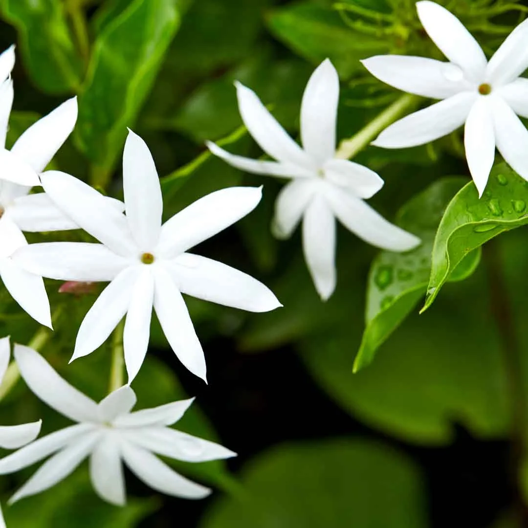 7 Ground Cover Plants to Suit Your Garden