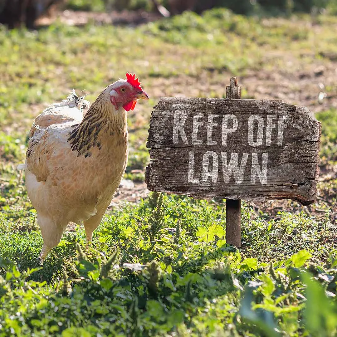 Are Animals Messing Your Lawns?