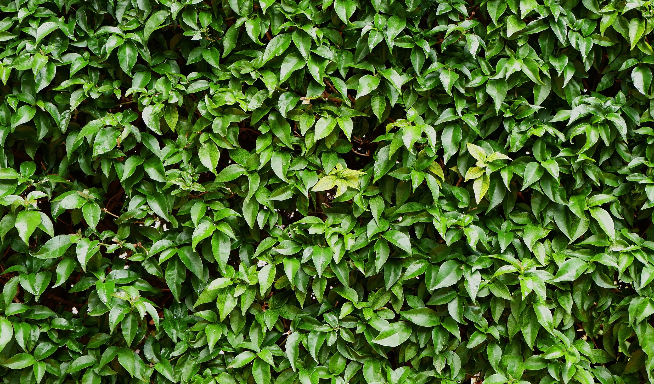 Lilly Pilly NZ