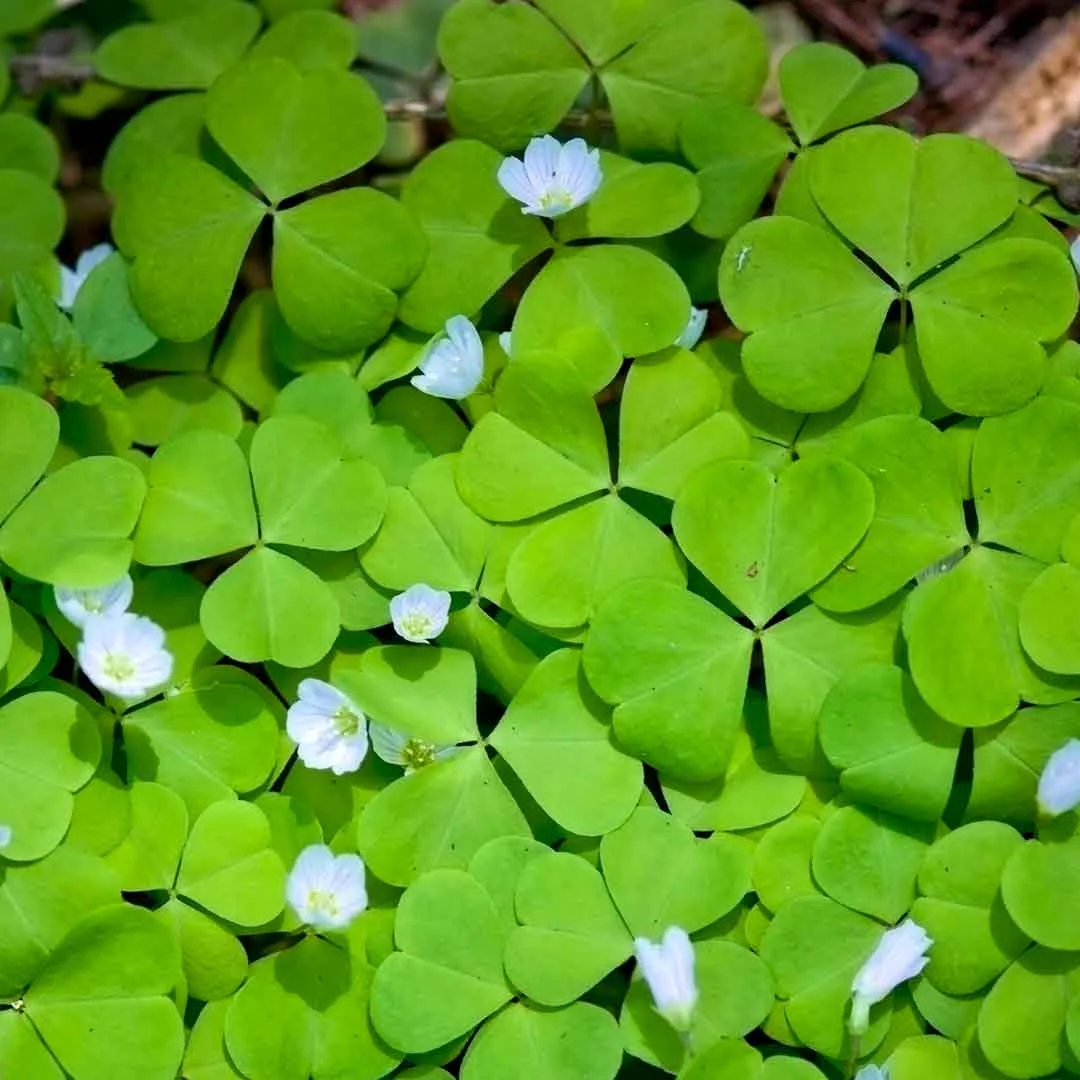 We weed to talk about oxalis
