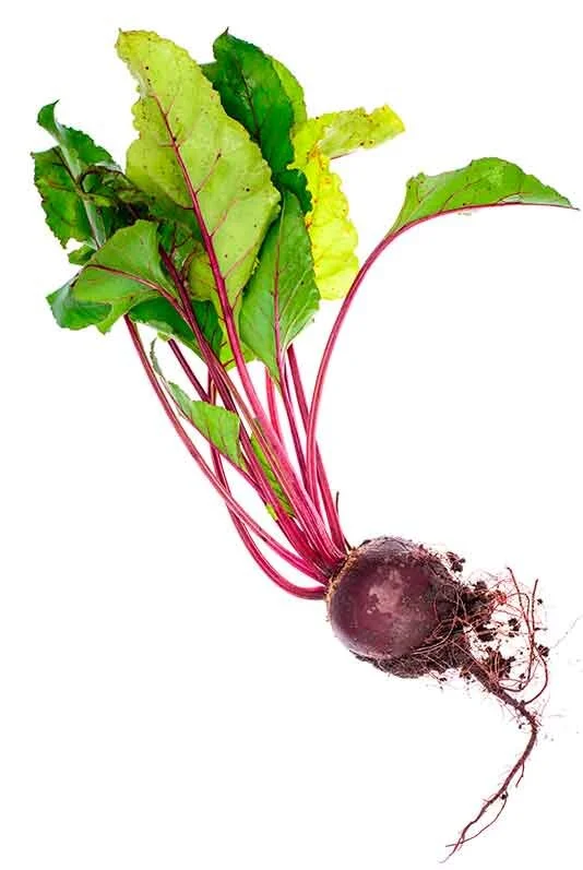 beets.jpg