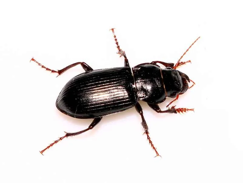 ground-beetle.jpg