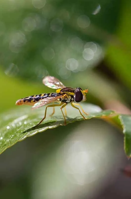 hoverfly.jpg
