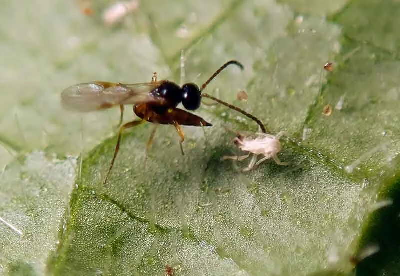 Aphids beware! (Aphidius Colemani)