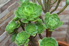 Aeonium