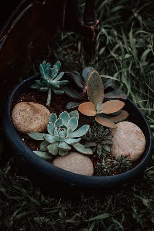 Tiny succulent plants to grow in New Zealand