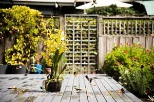 Landscaping ideas and designs for every backyard