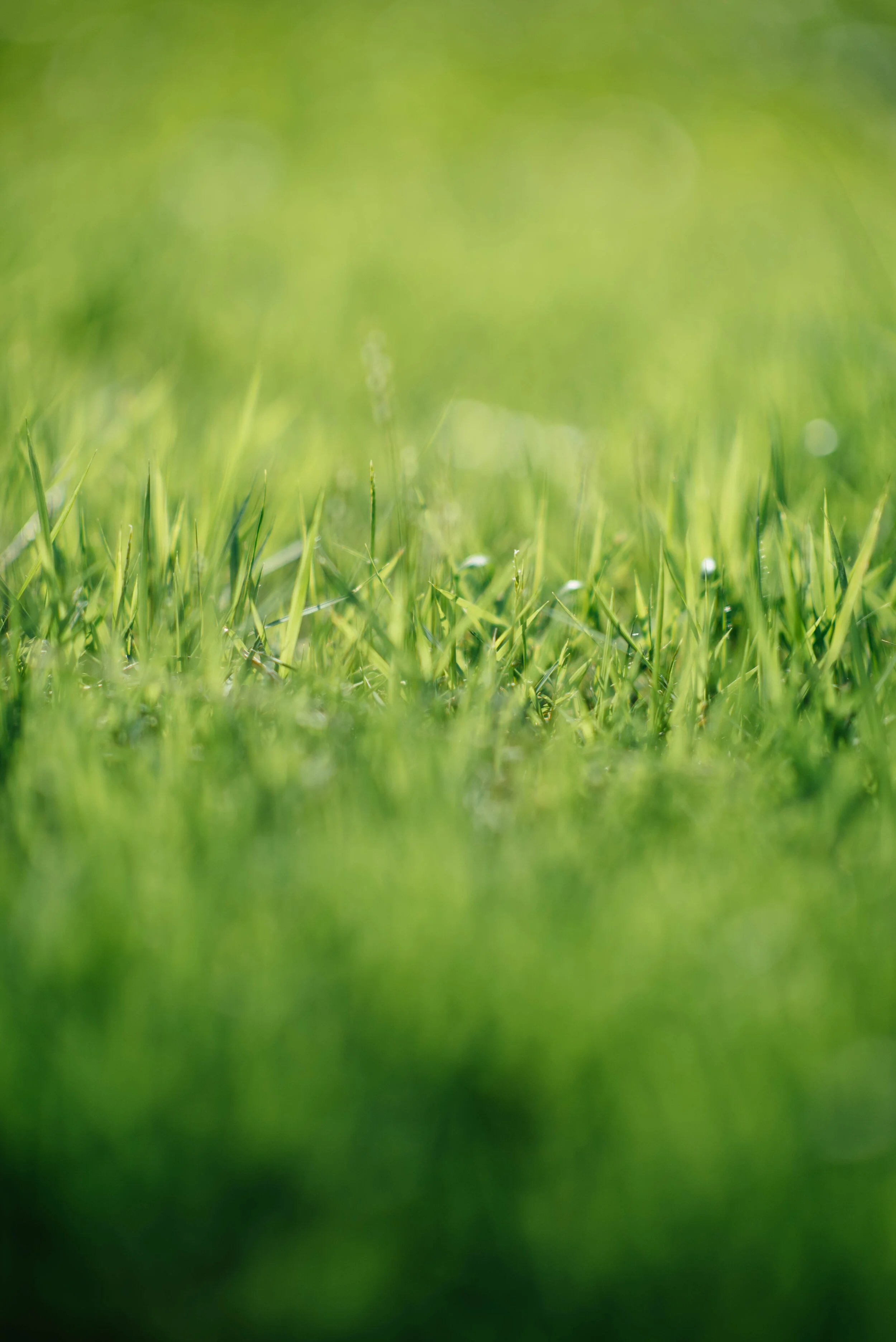 Caring for your lawn should be prioritised