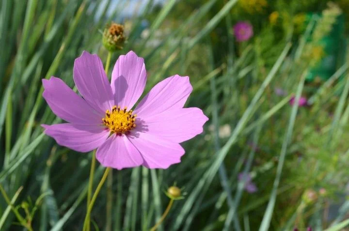 Cosmos flower