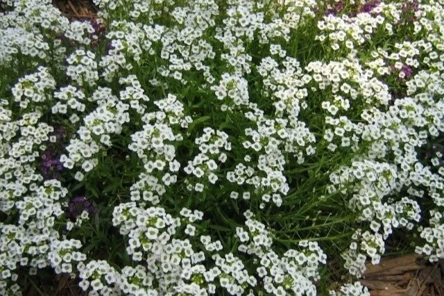 Alyssum
