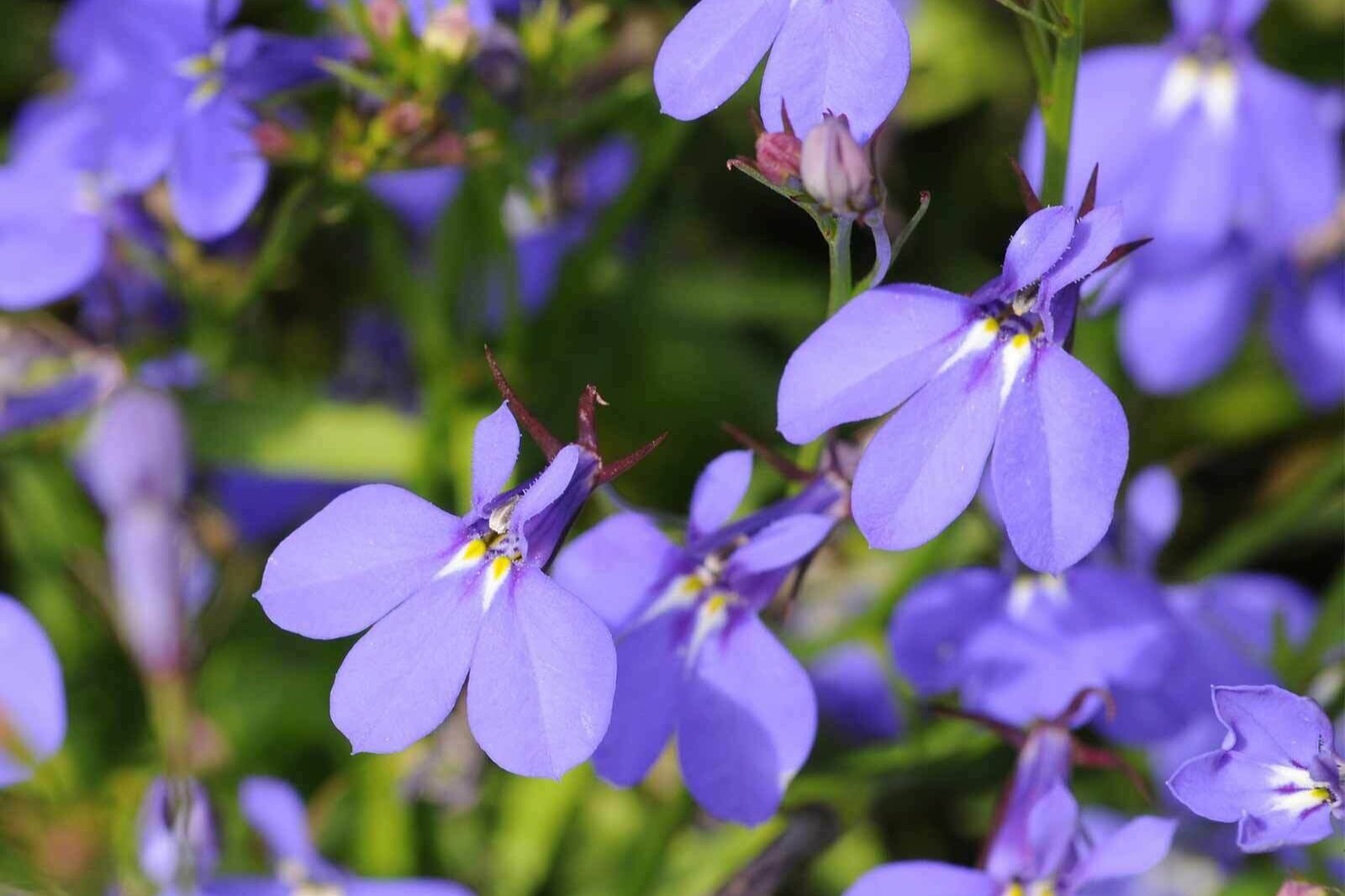 Lobelia