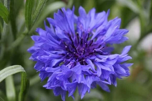 Cornflower
