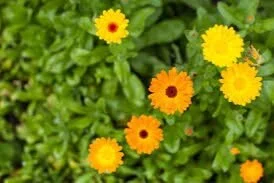 Calendula