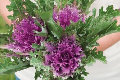 Ornamental kale