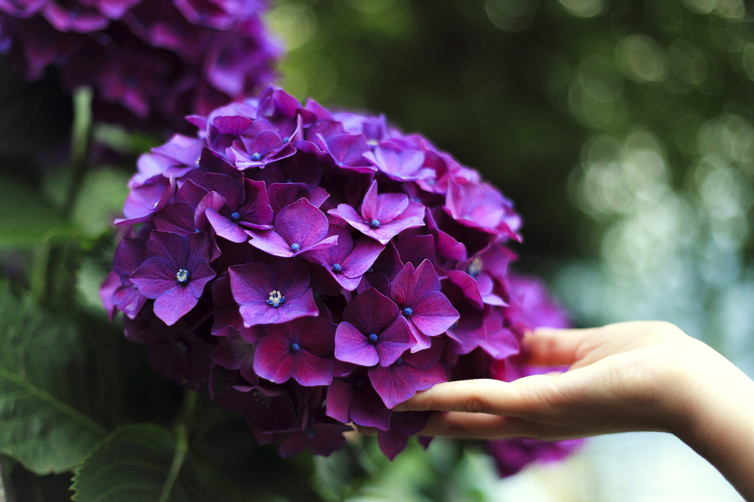 Prune Hydrangeas Now For Flowers Next Summer