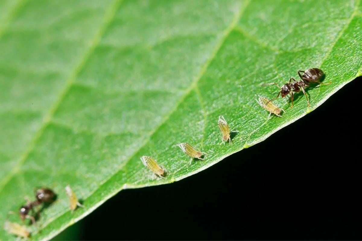 Aphids and insects