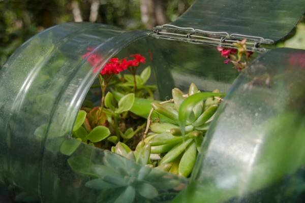 Recycled plastic bottle greenhouse