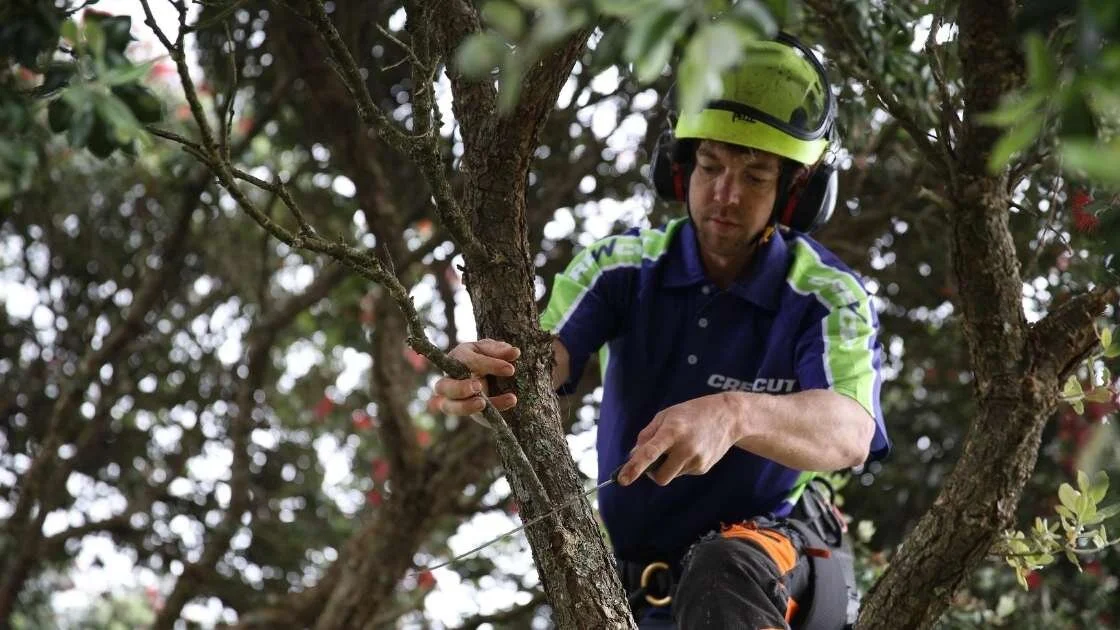 Tree trimming and tree pruning expert from Crewcut