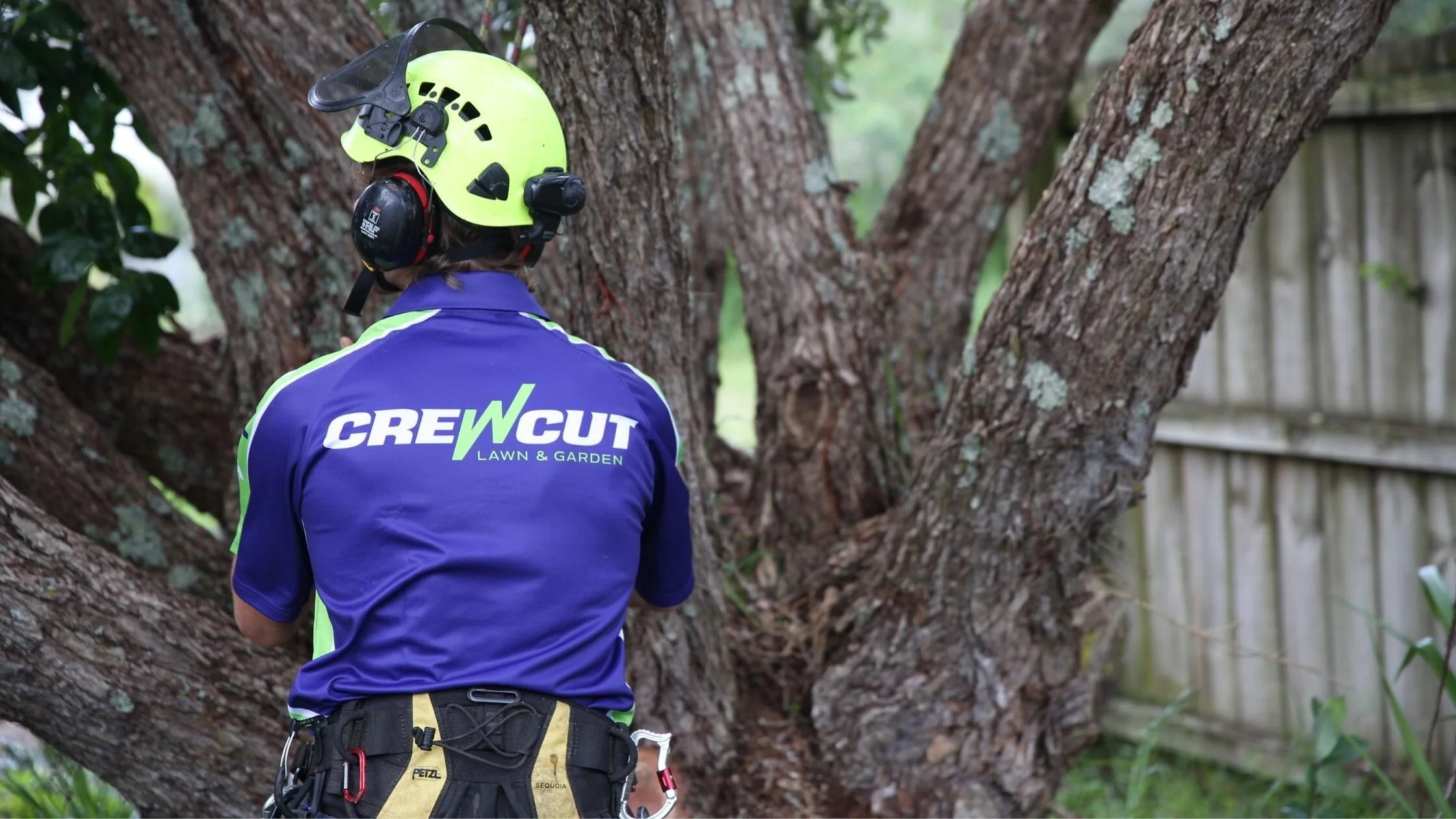 Determining the best time to prune trees