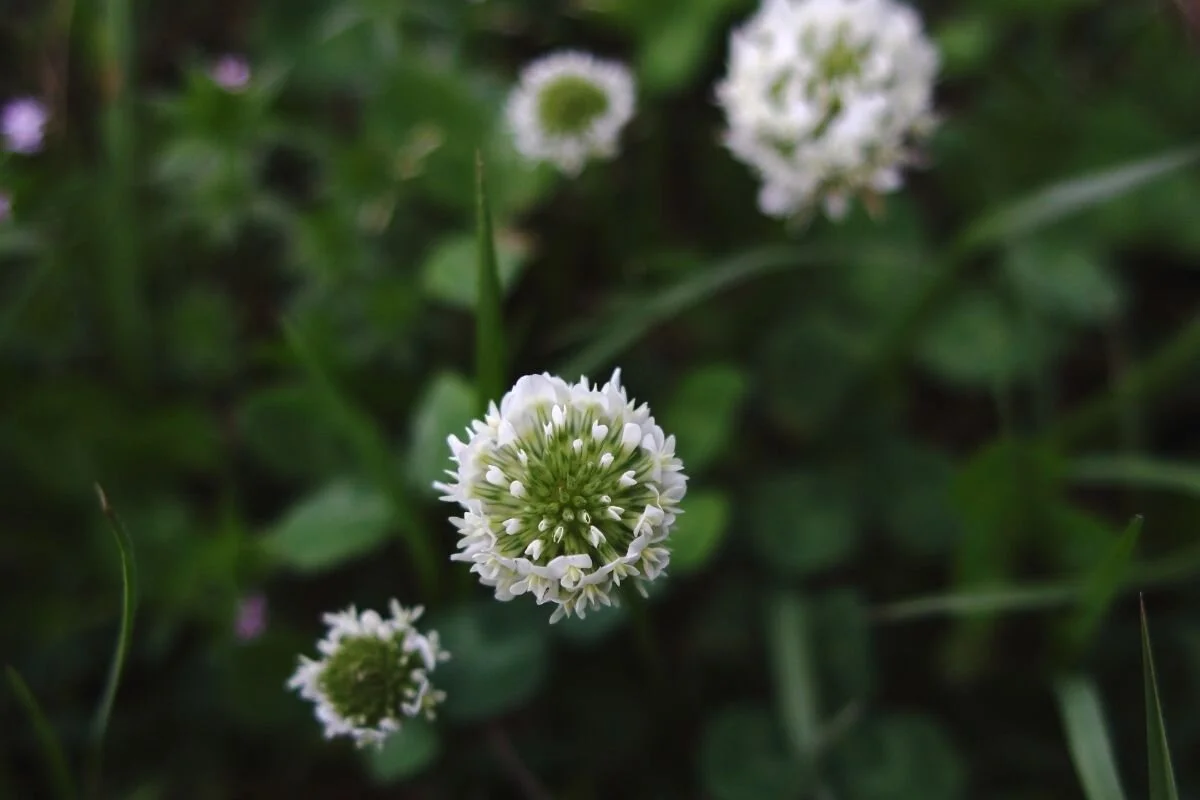 Clovers on your lawn