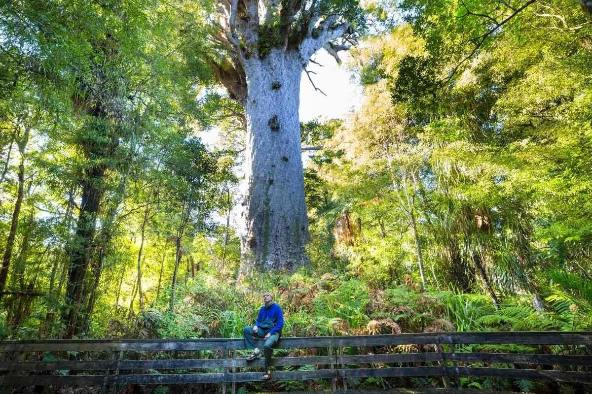 Your Guide to Evergreen Trees