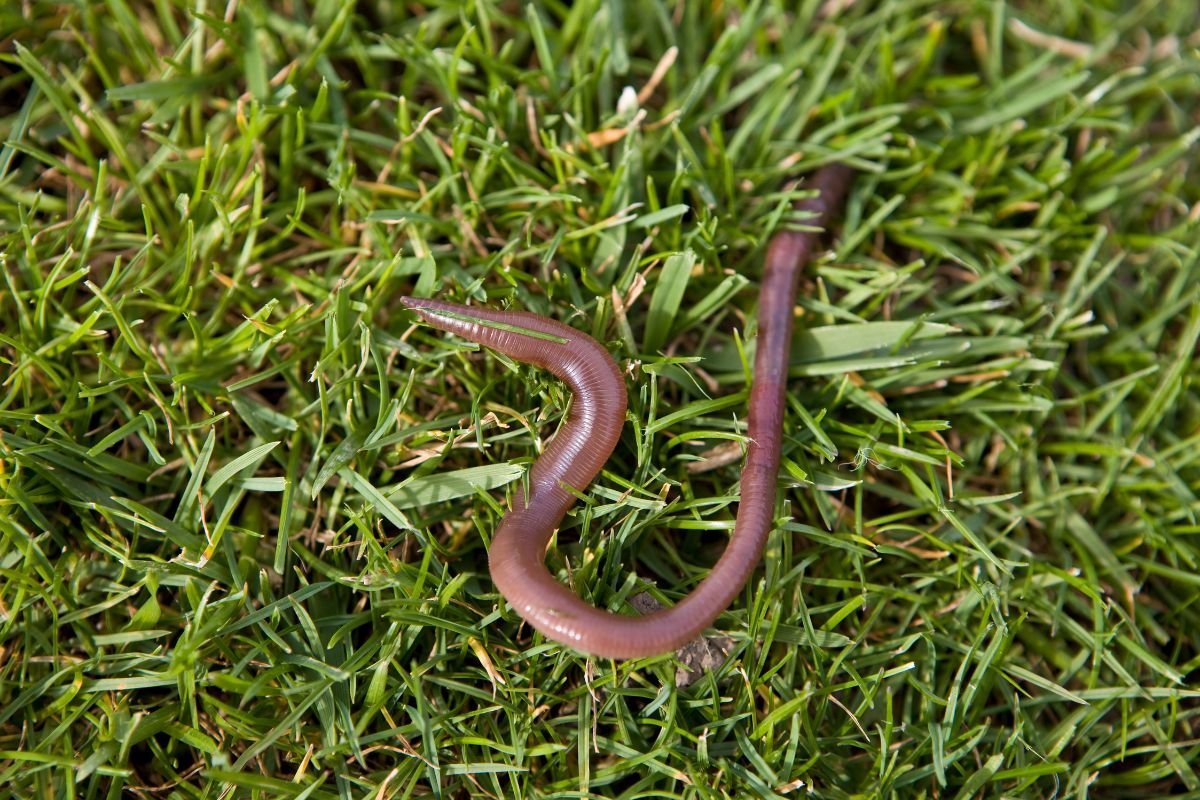 These Worms May Be Doing Harm to Your Lawn