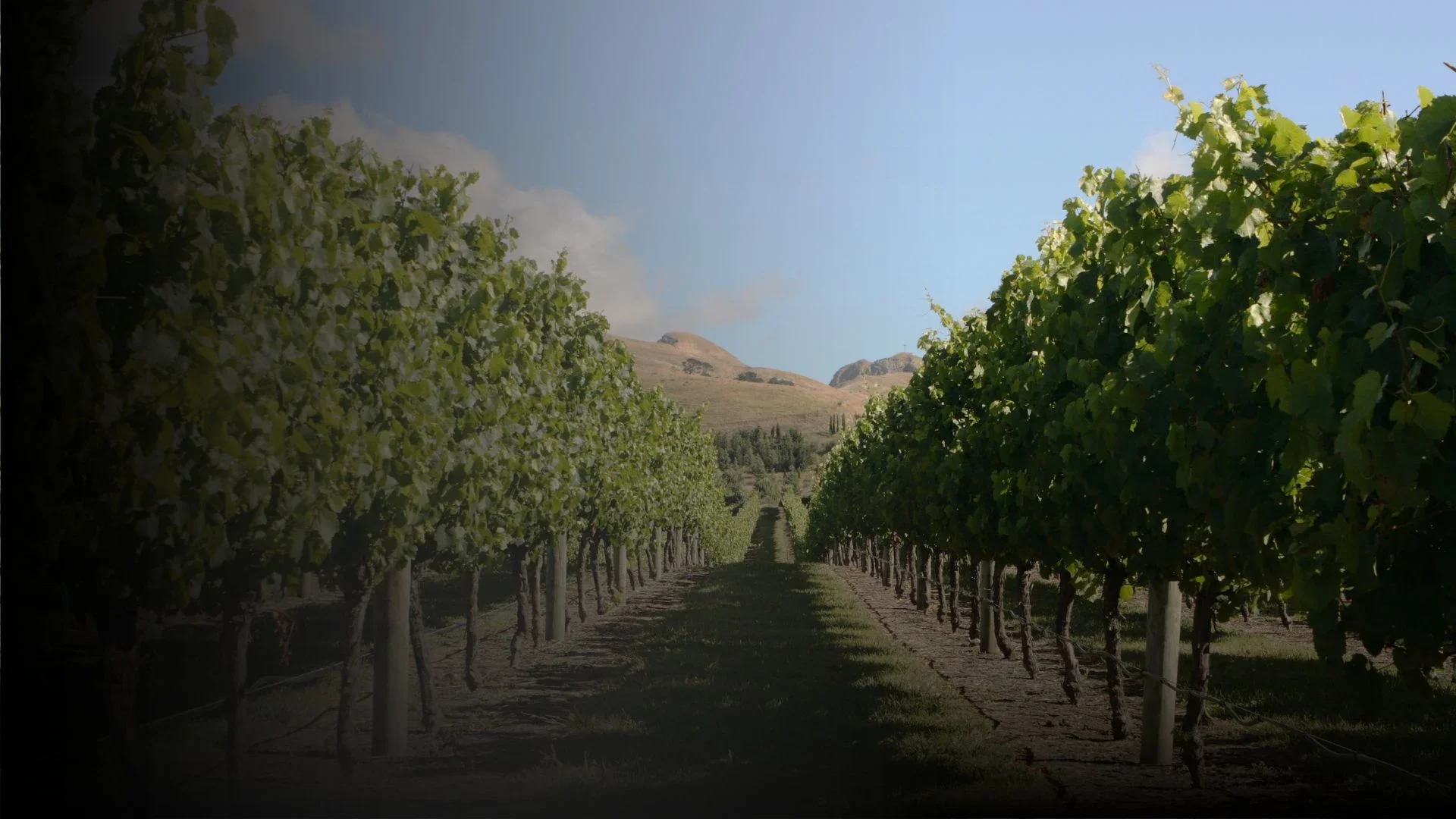 Hawkes Bay (1).webp