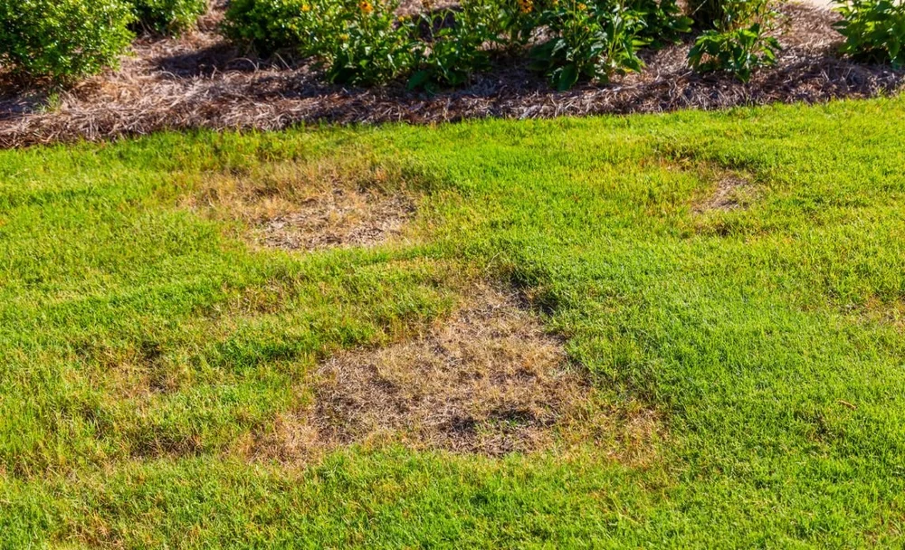 Lawn Care Repair Bare Patches: Revitalize Your Yard Today