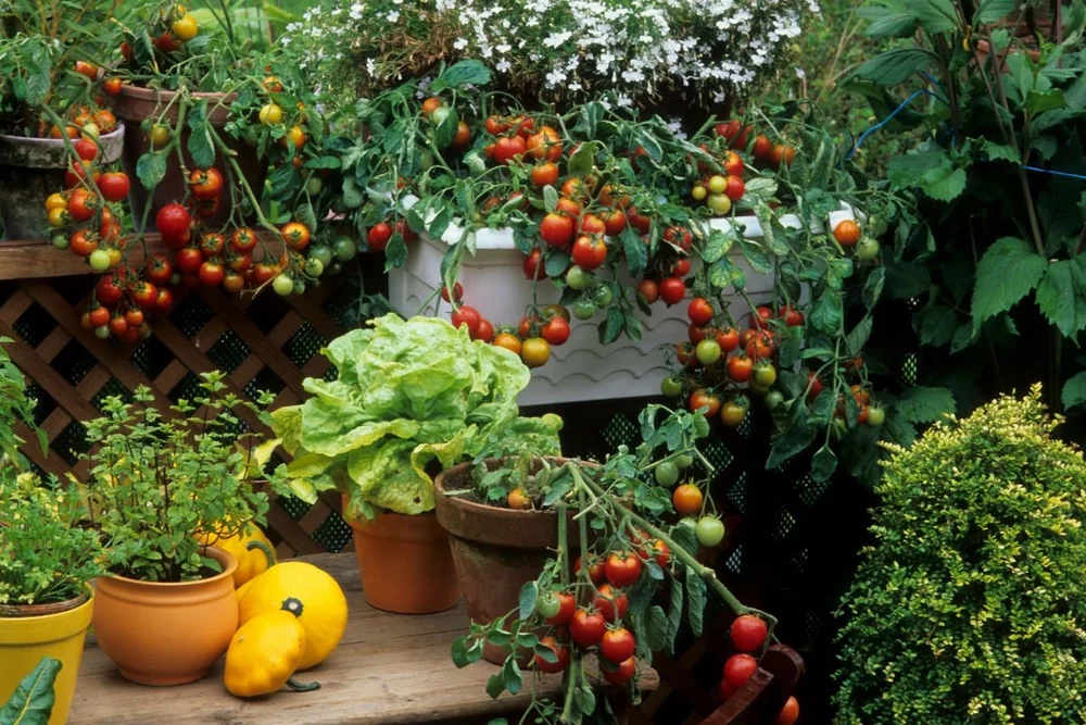 Vegetables to Plant During Winter in NZ Crewcut Lawn & Garden