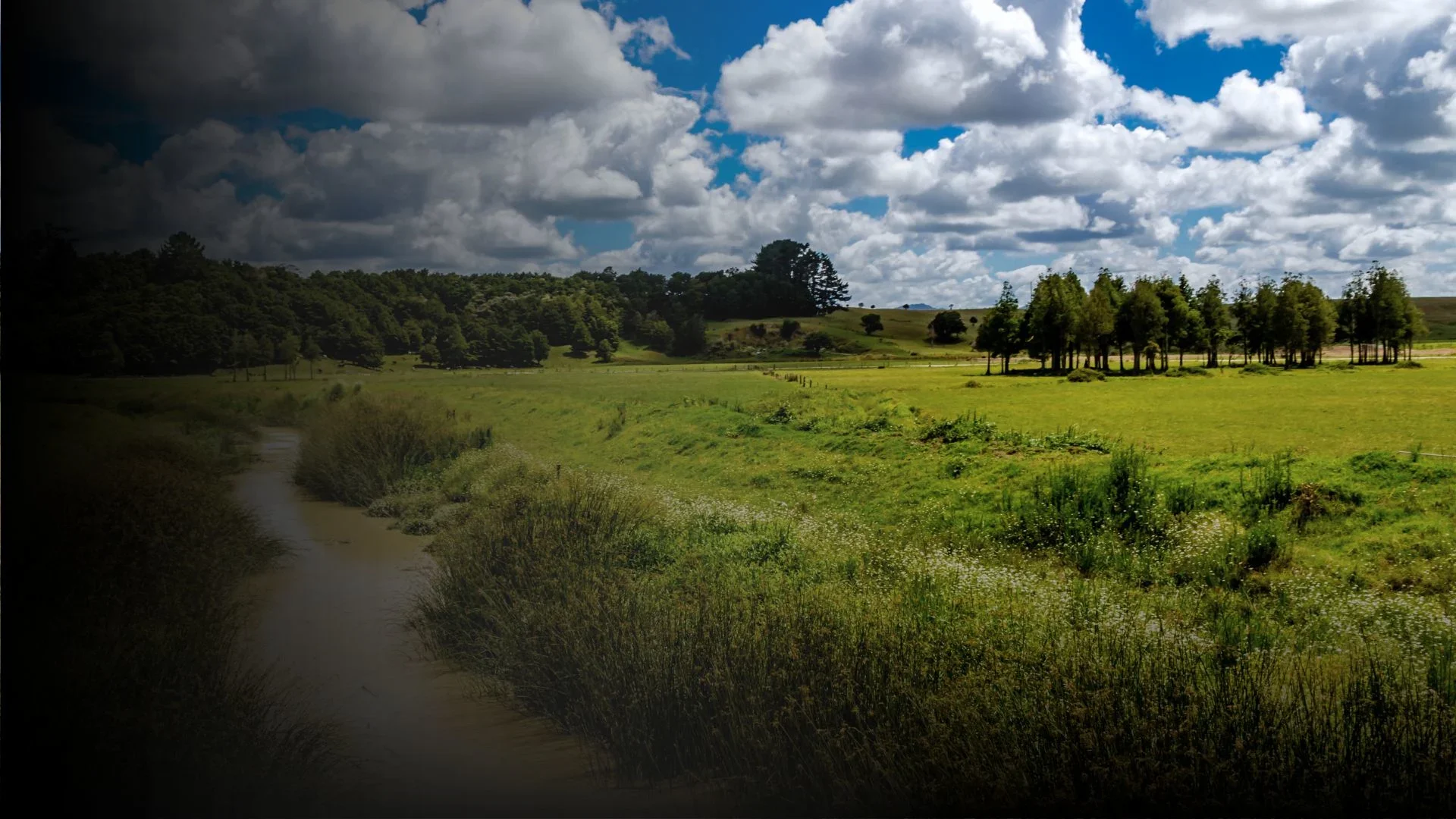 Dargaville.webp