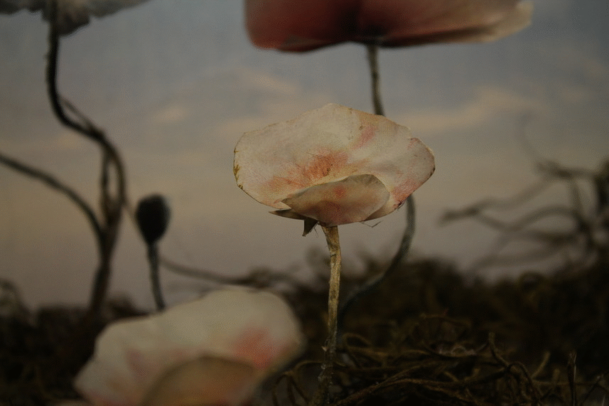 ILLUSTRATION AND PUPPETRY.gif