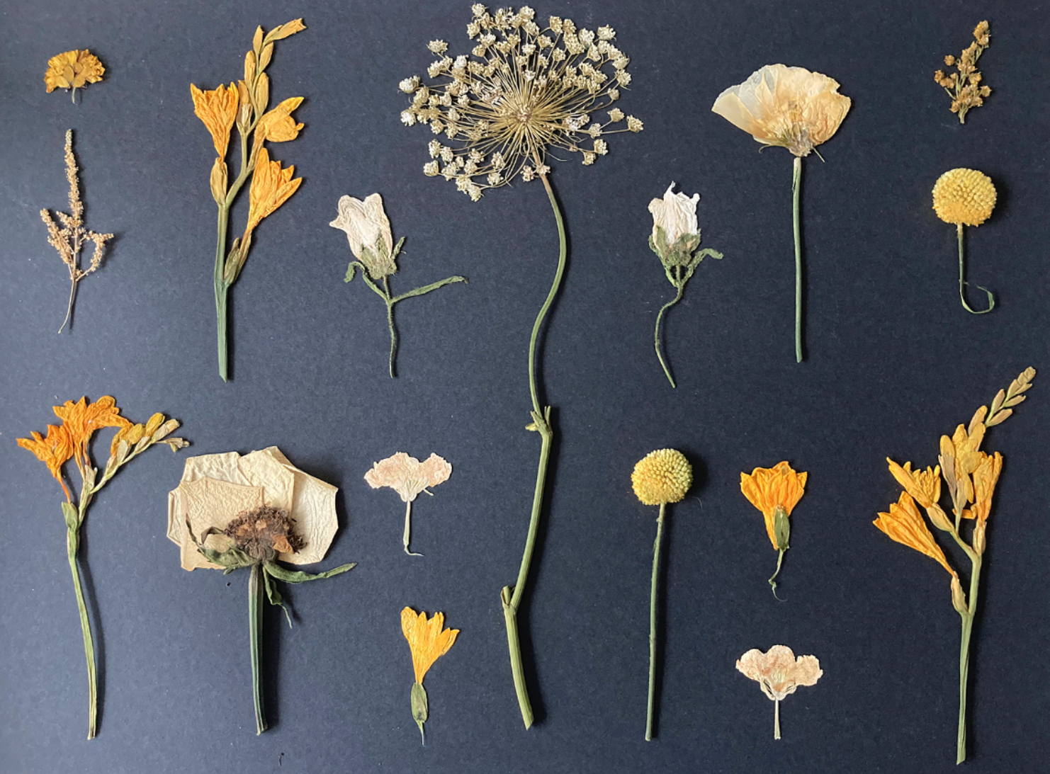 An artwork of pressed flowers white and yellow on a black paper background by Flower Press Studios