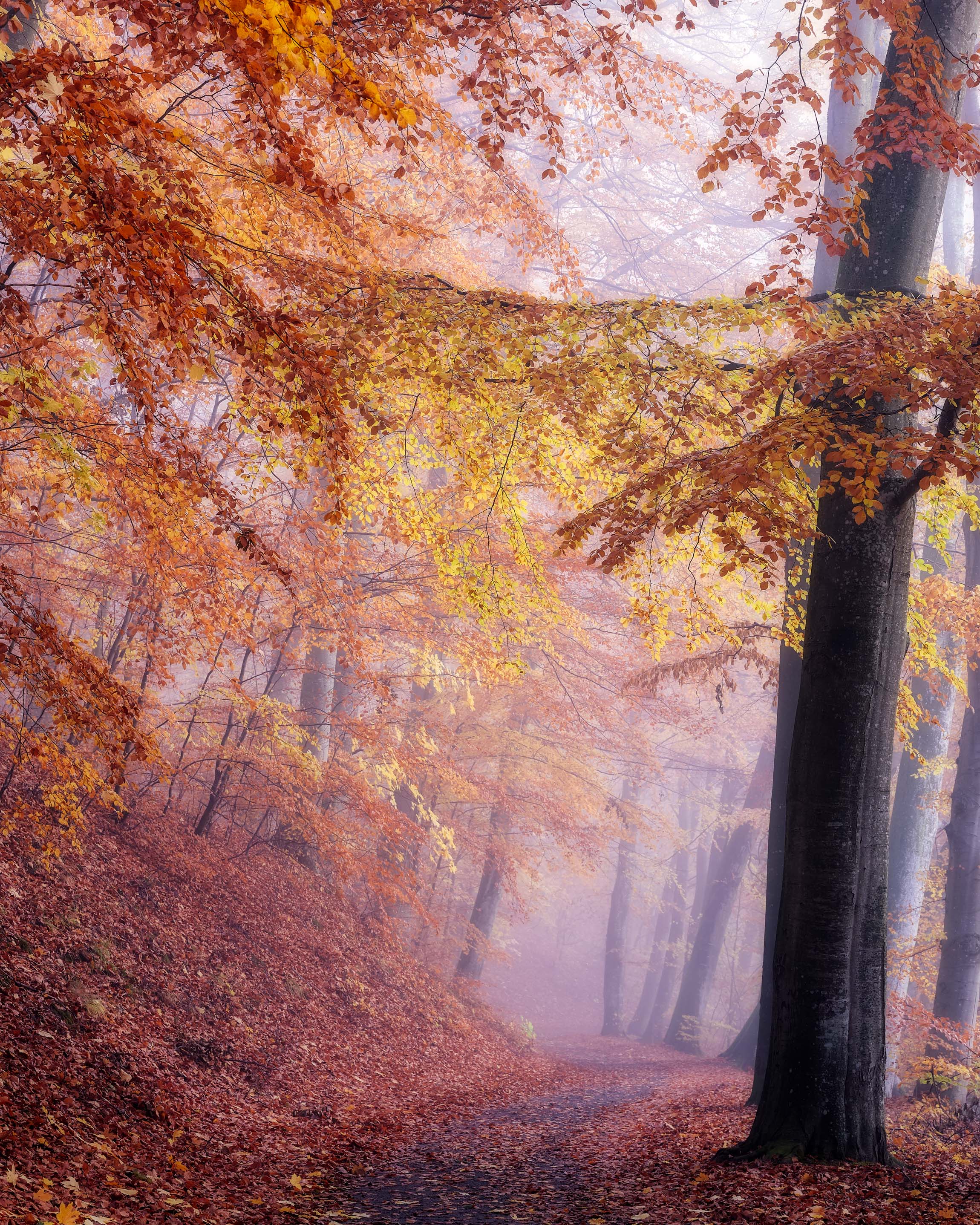 Autumn Mist