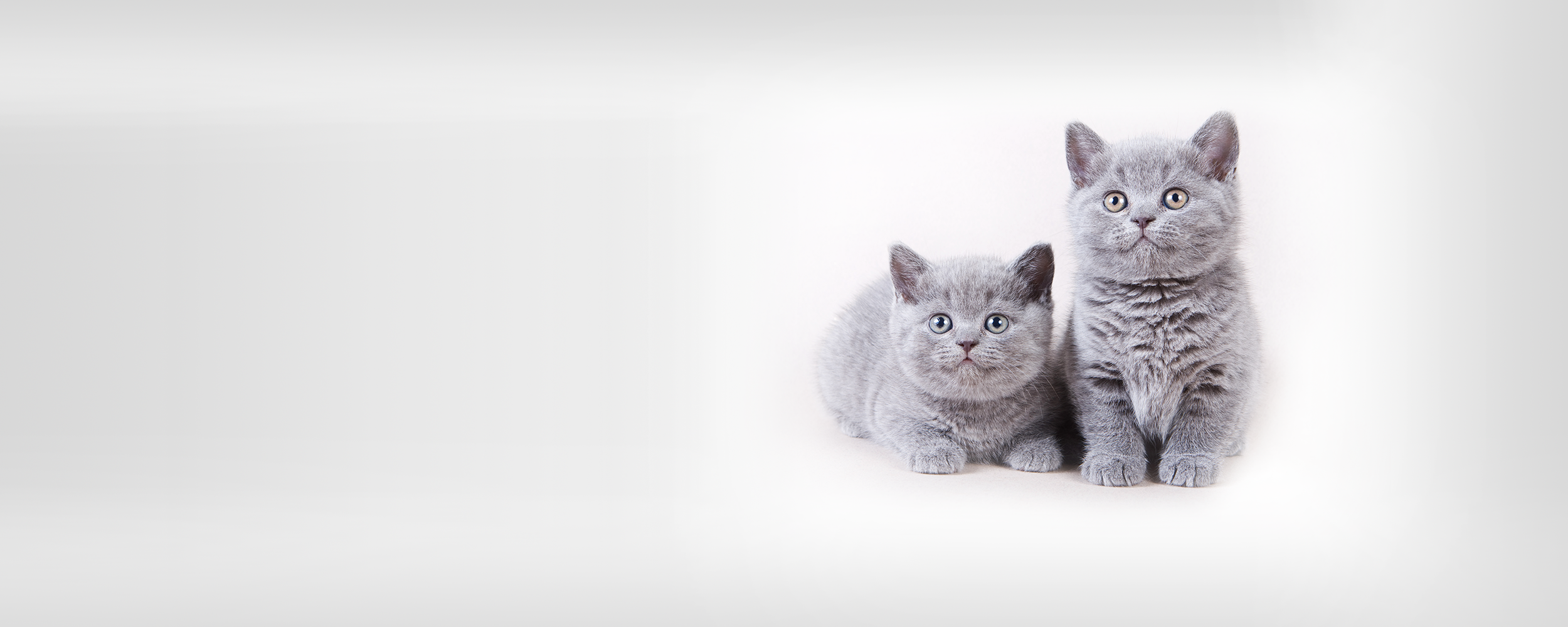 katt.png
