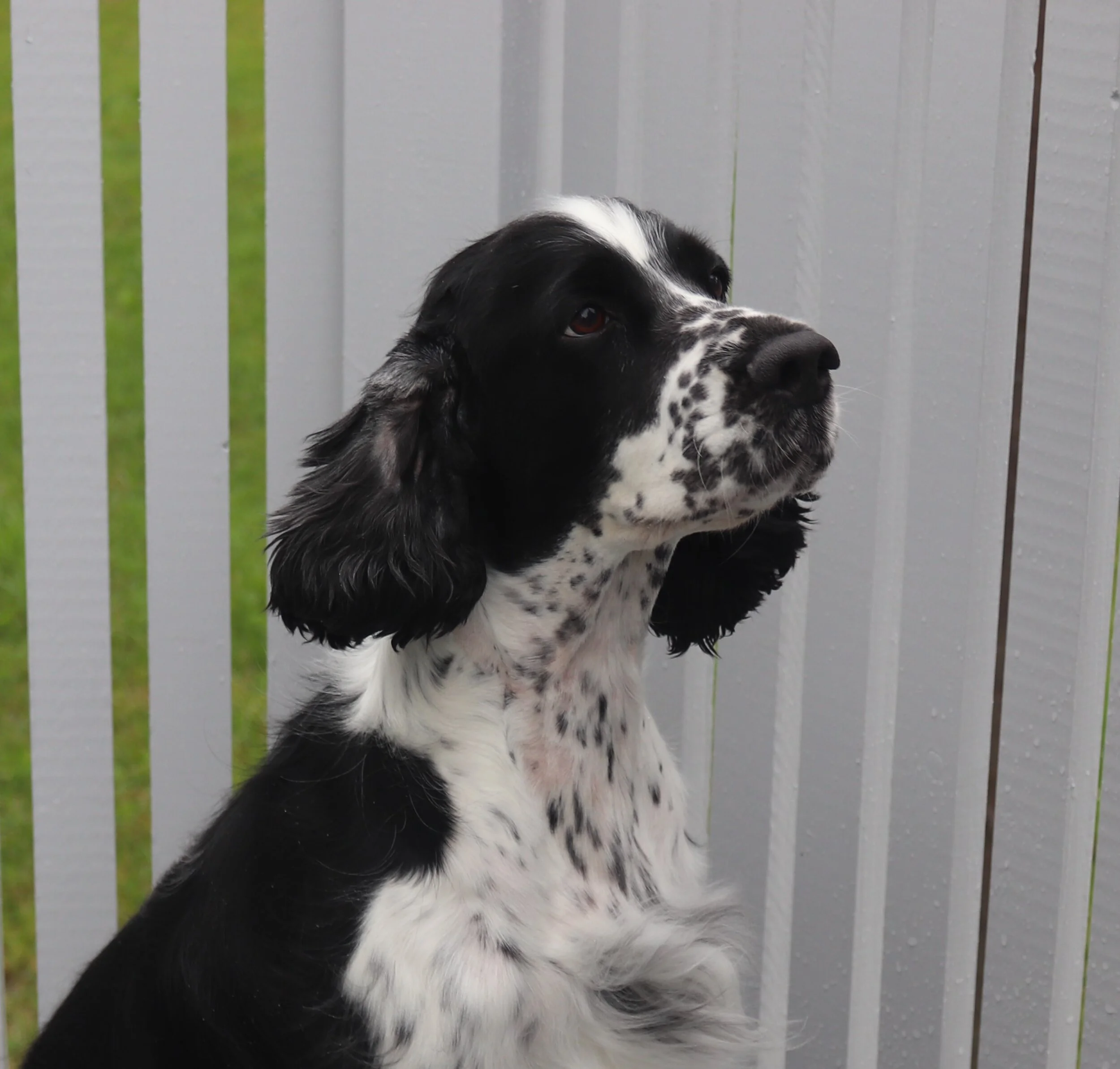 Månadens pasient - januar 2021 - Luna