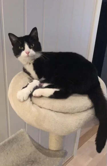 Månadens pasient - april 2021 - Tussi