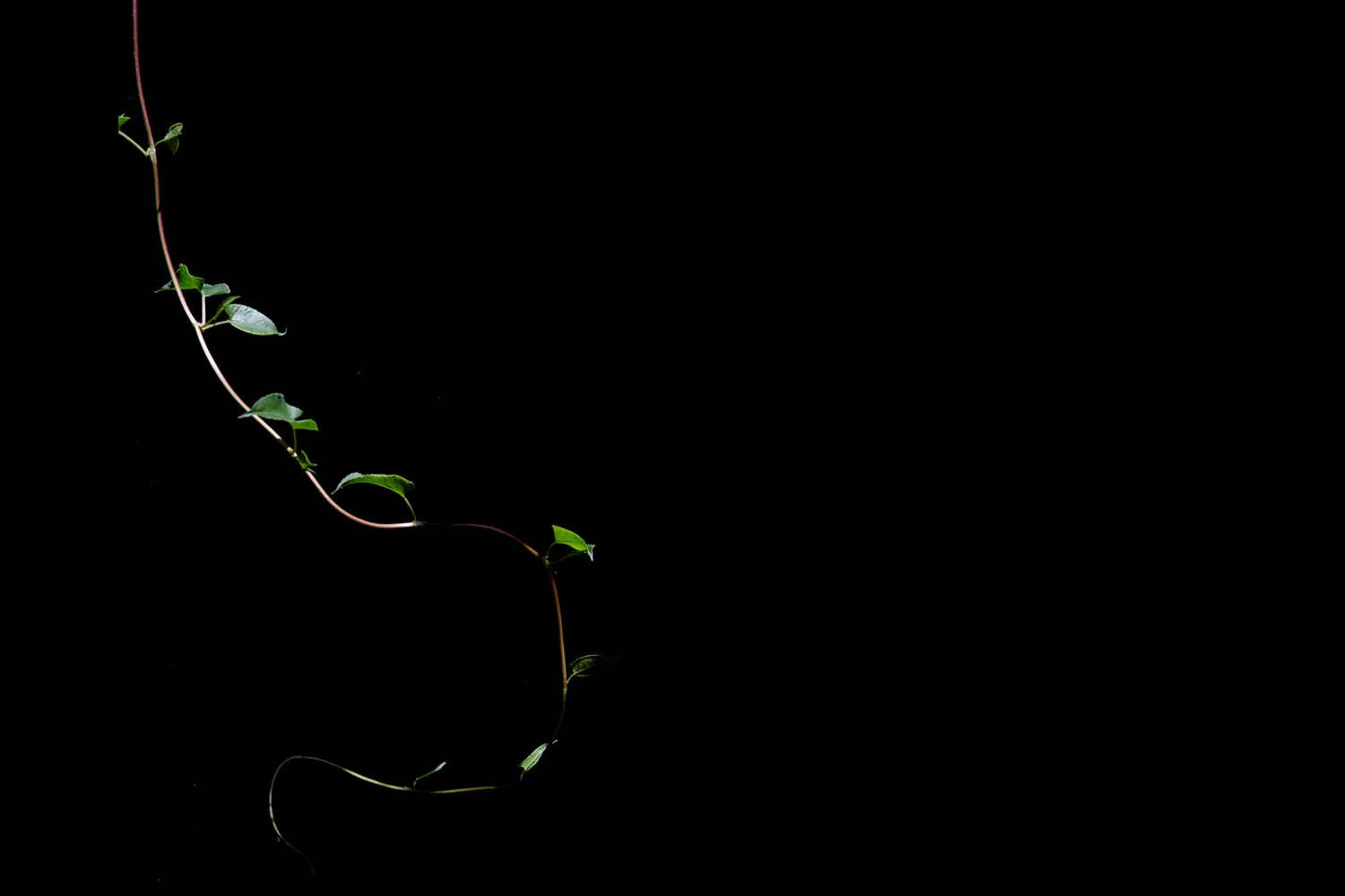 Tendril.jpg