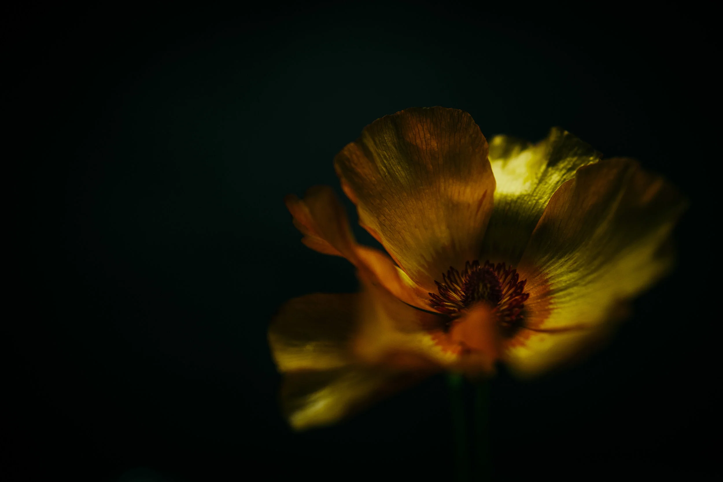 L1070178 copy.jpg